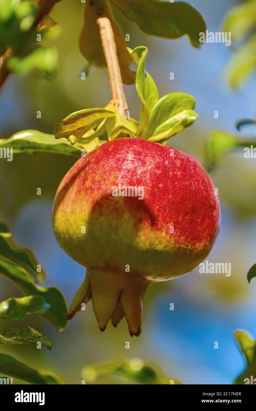 Fruit of Punica Granatum Stock Photo