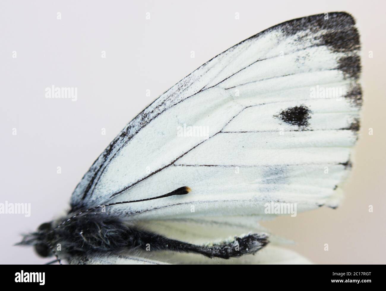 Dead insect white butterfly Pieridae close-up, wing on white background. Stock Photo