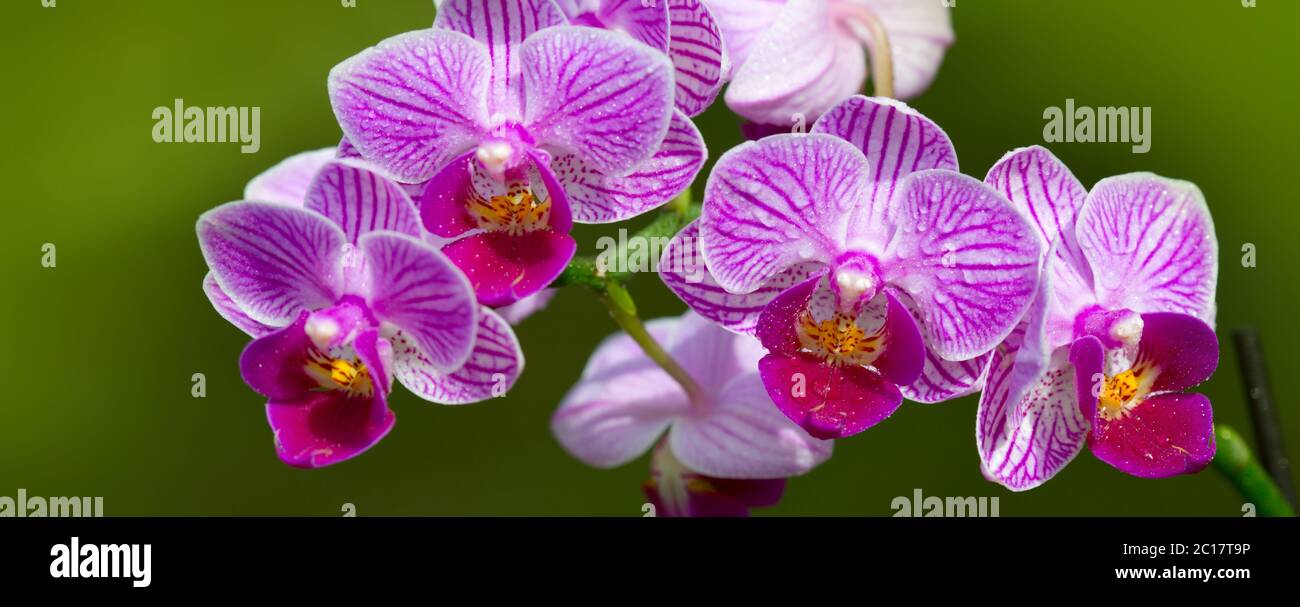Pink orchid flowers background. Stock Photo