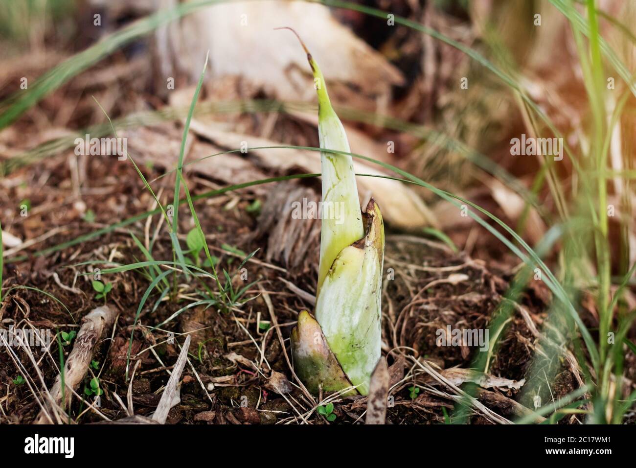 Banana trees on ground. Stock Photo