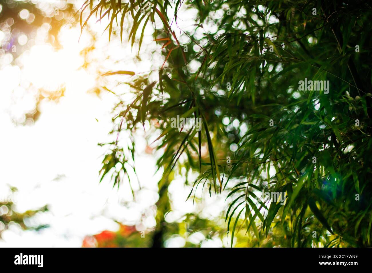 Bamboo with sunlight Stock Photo Alamy