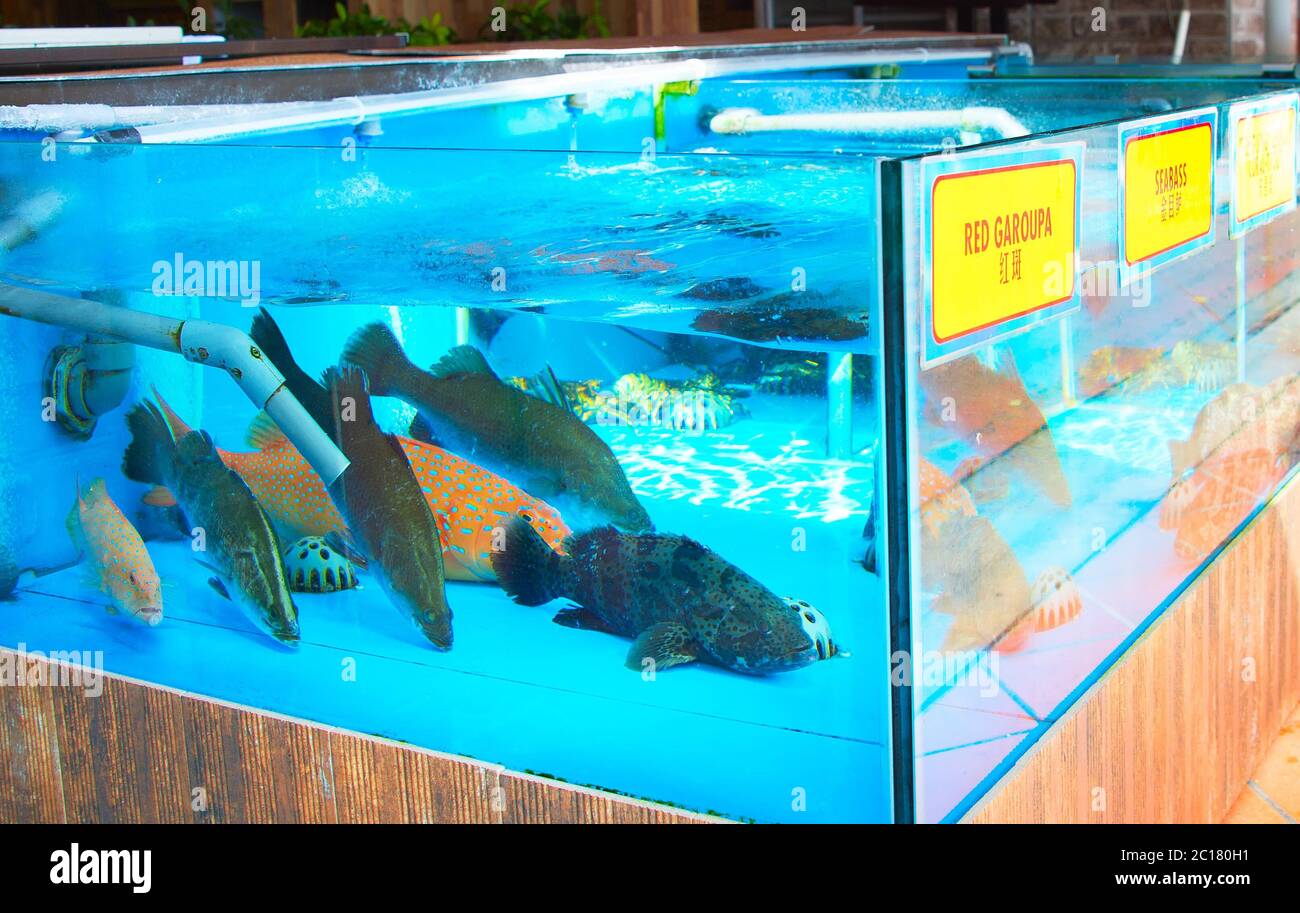 Fish aquarium at restaurant Stock Photo Alamy