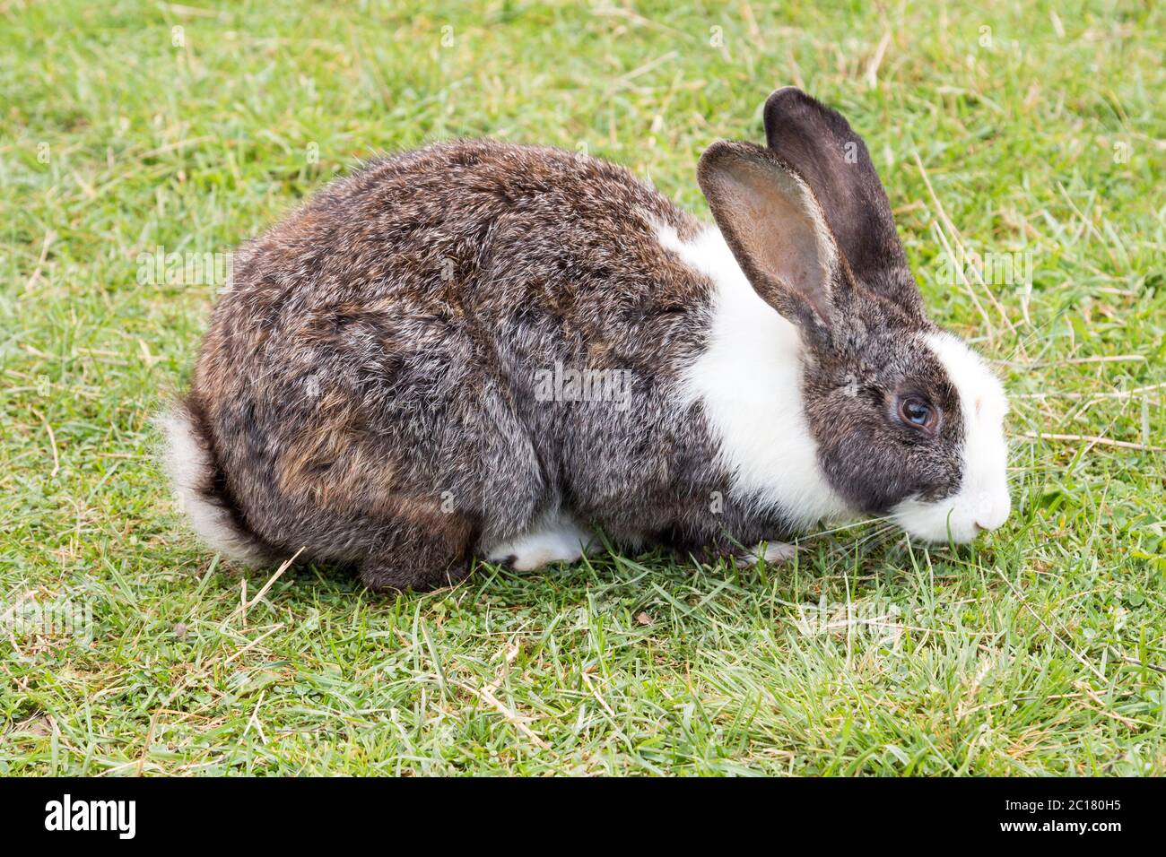 Rabbit sitting on a grassland Stock Photo - Alamy