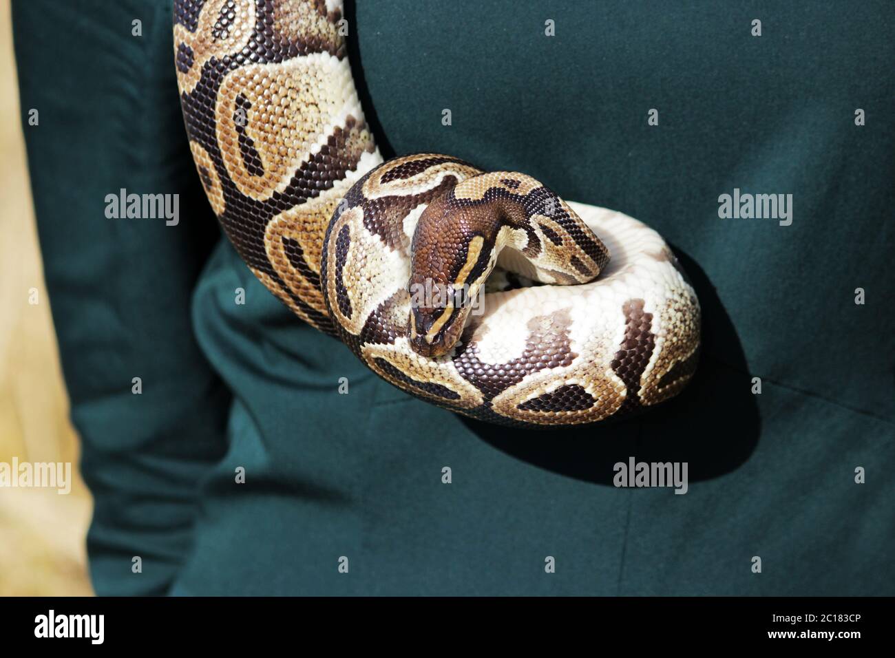 snake Royal Python, or Ball Python Python regius hangs around the girl's neck in a green dress. Stock Photo