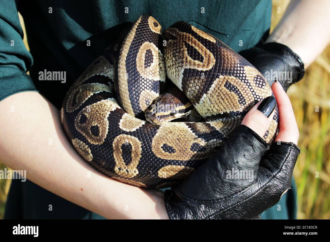 snake Royal Python, or Ball Python Python regius in the arms of the girl in black semipersides. Stock Photo