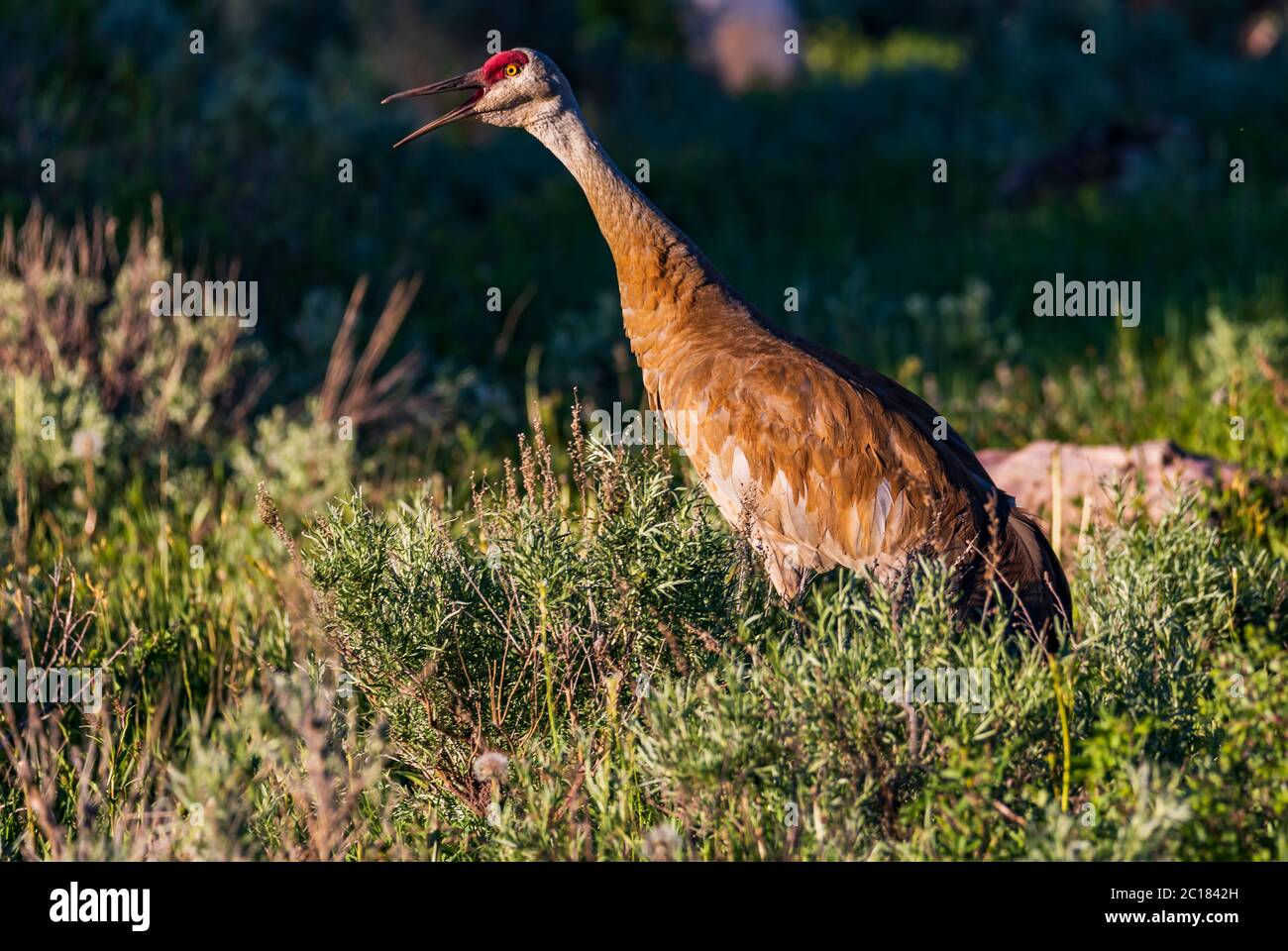A Sandhill Crane (Grus canadensis) lets out a call in the late-afternoon sun in the Timber Lakes area near Heber City, Wasatch County, Utah, USA. Stock Photo