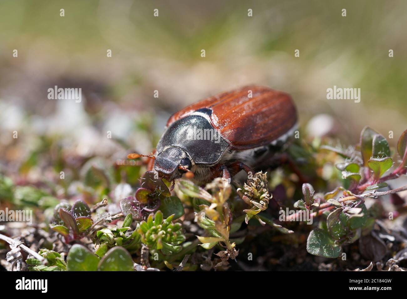 Chafer grub grass hi-res stock photography and images - Alamy