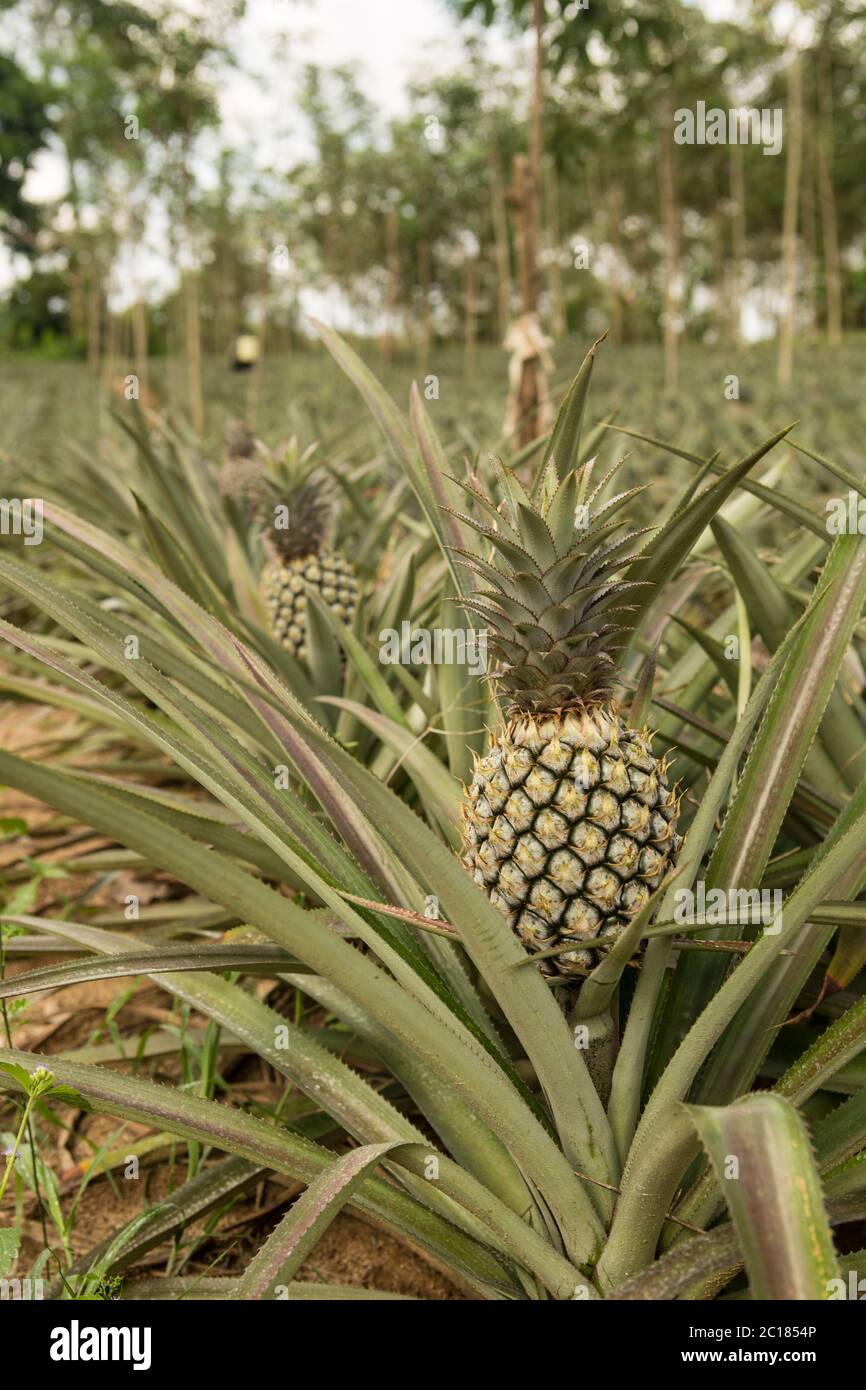 Pineapple plant, tropical fruit growing in a farm Stock Photo - Alamy
