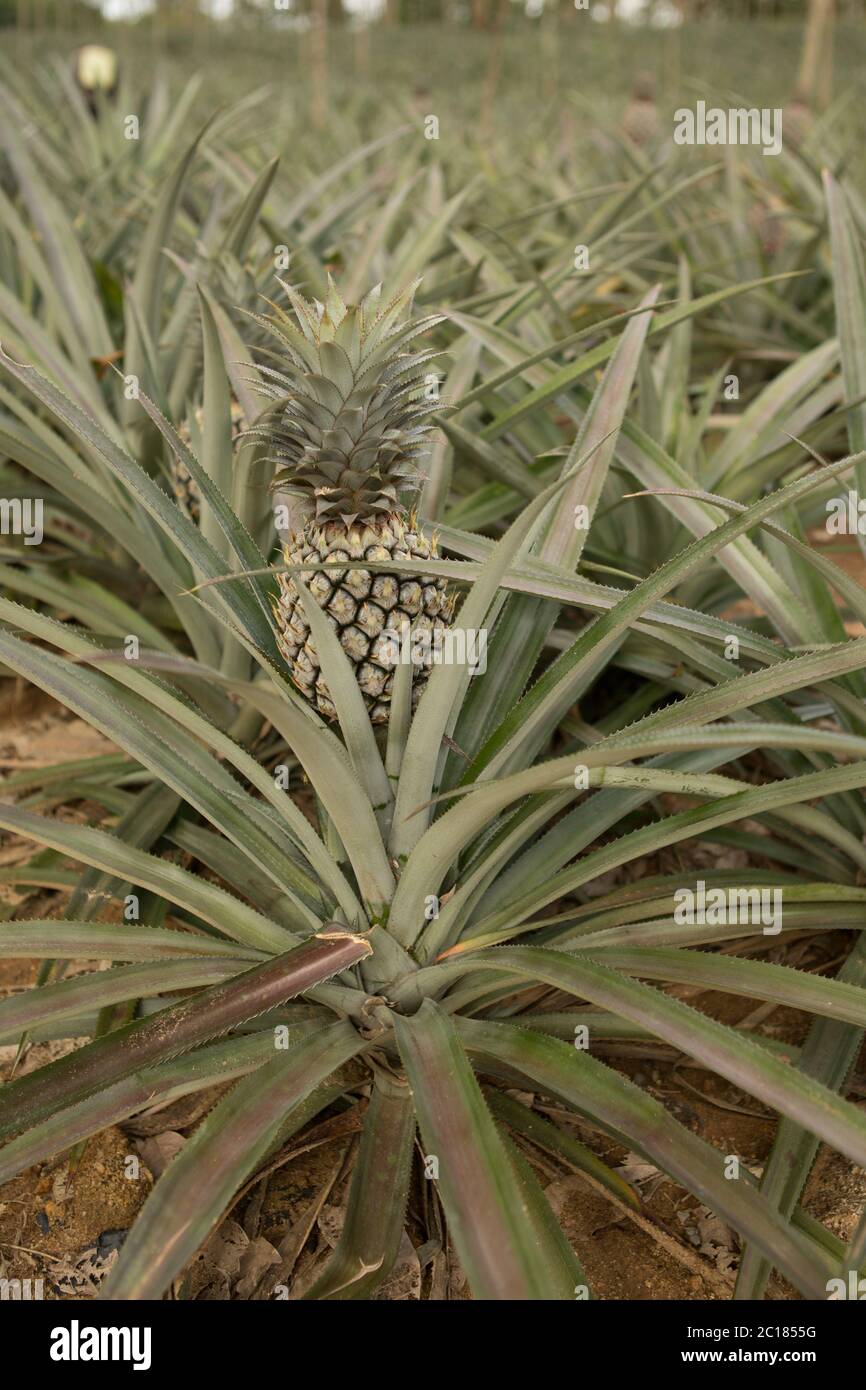 Pineapple plant, tropical fruit growing in a farm Stock Photo Alamy