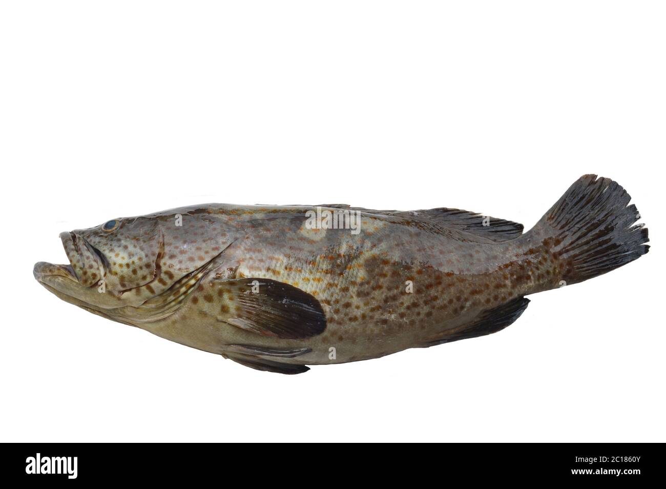 grouper fish Stock Photo