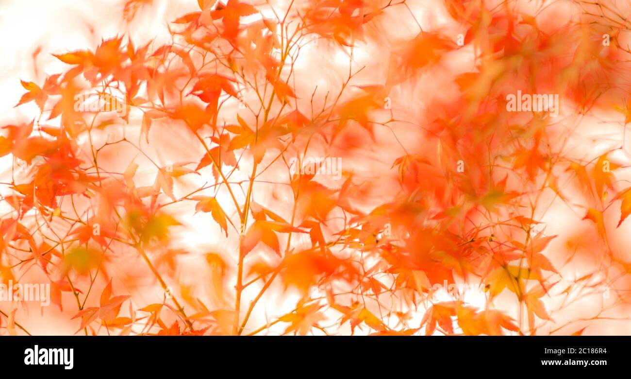 defocused red leaves, perfect autumn background Stock Photo