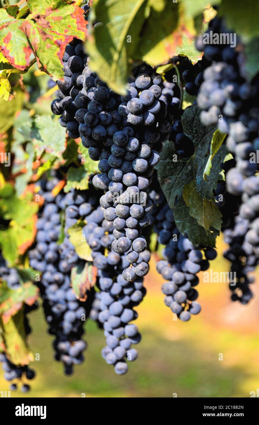 Vineyard Ready to Produce Wine Stock Photo Alamy
