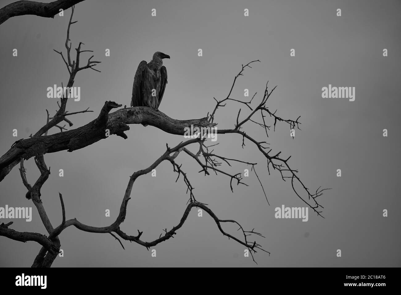 White backed vulture group Gyps africanus Old World vulture family Accipitridae Stock Photo