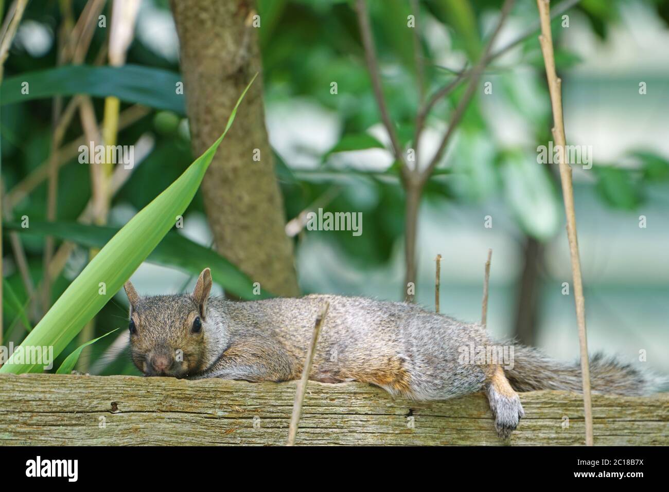 A furry gray squirrel planking by stretching out flat belly down on a