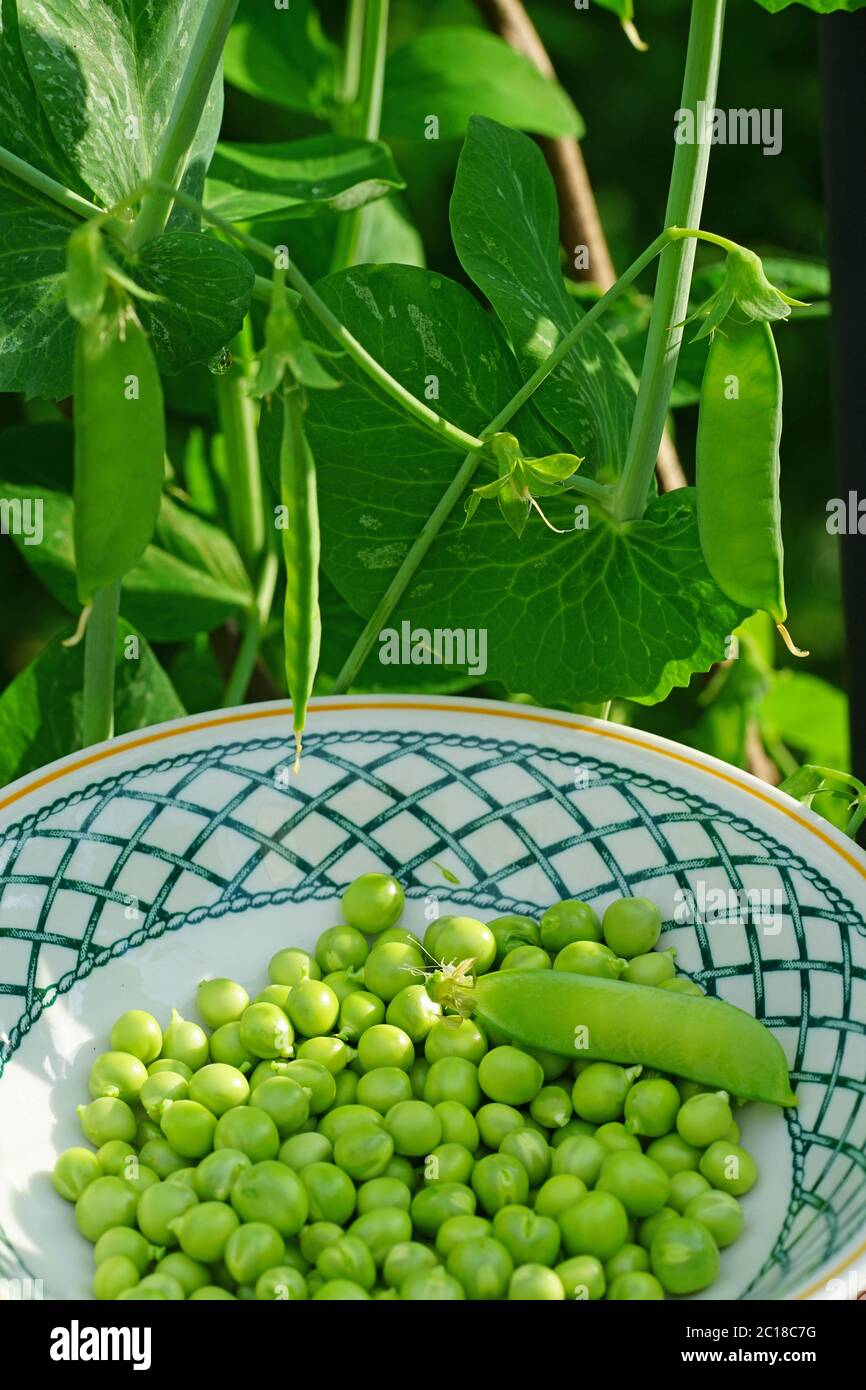 Bowl of freshly picked green garden peas Stock Photo