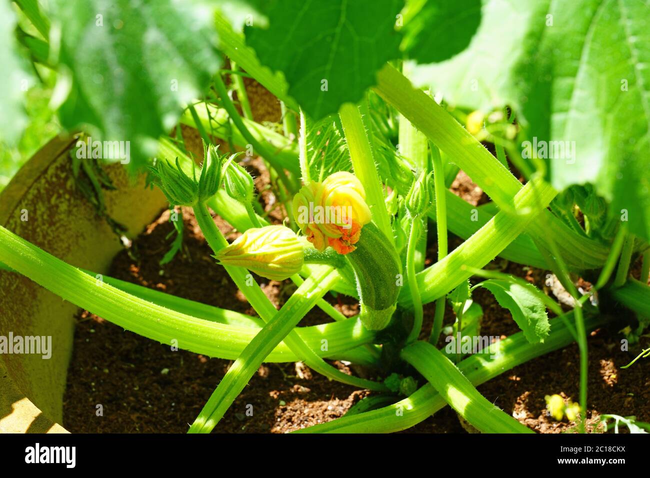 Zucchini flower blossoms growing on a plant in a container Stock Photo