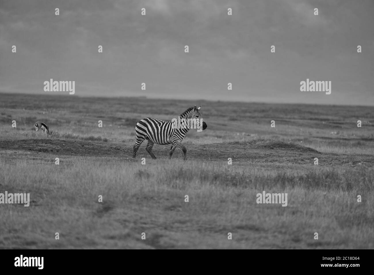 Plains zebra Equus quagga- Big Five Safari Black and white Stripped Stock Photo
