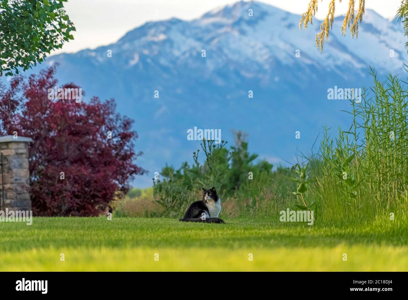 Black cat on grass hi-res stock photography and images - Alamy