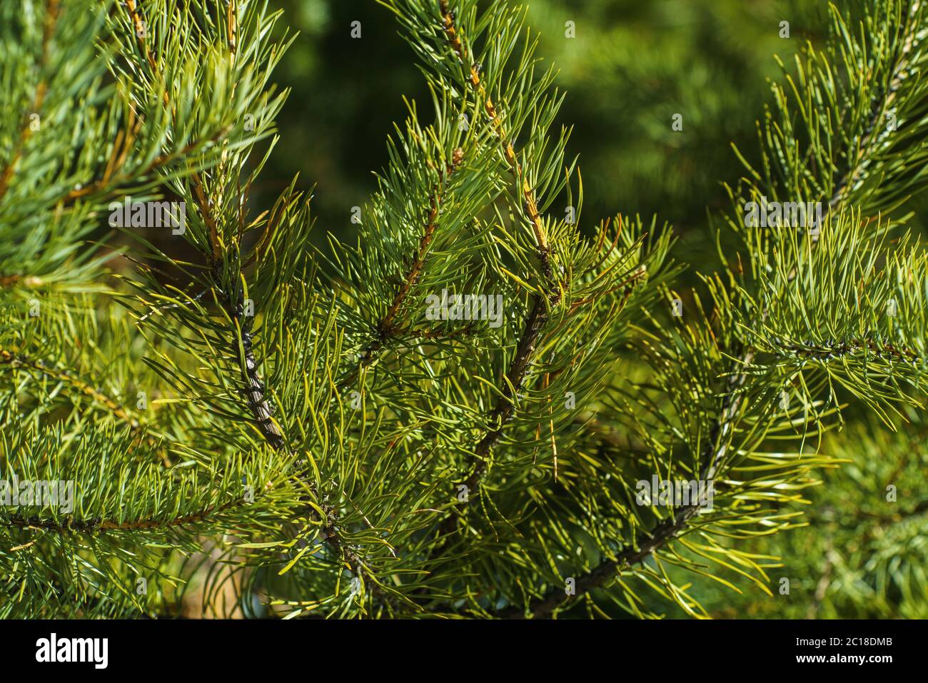 Branches of Pine Closeup Stock Photo - Alamy