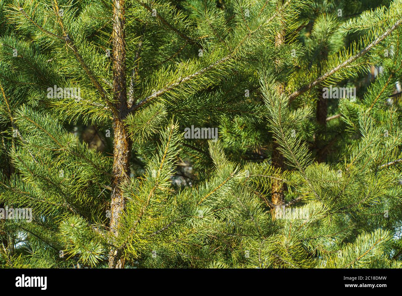 Branches of Pine Closeup Stock Photo - Alamy