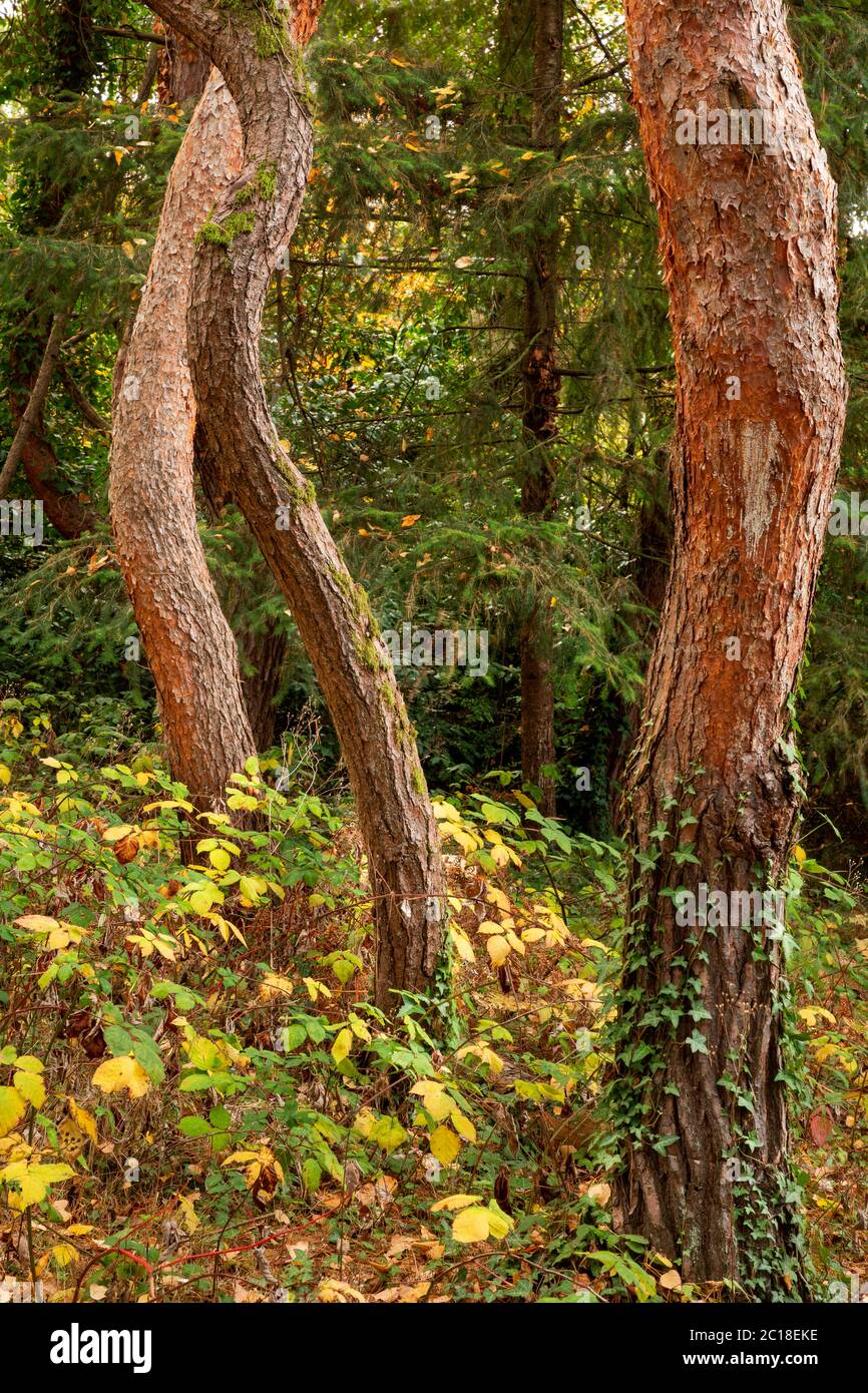 WA16751-00...WASHINGTON - Bent and twisted trees in a forested section of Seattle's Kubota Gardens City Park. Stock Photo
