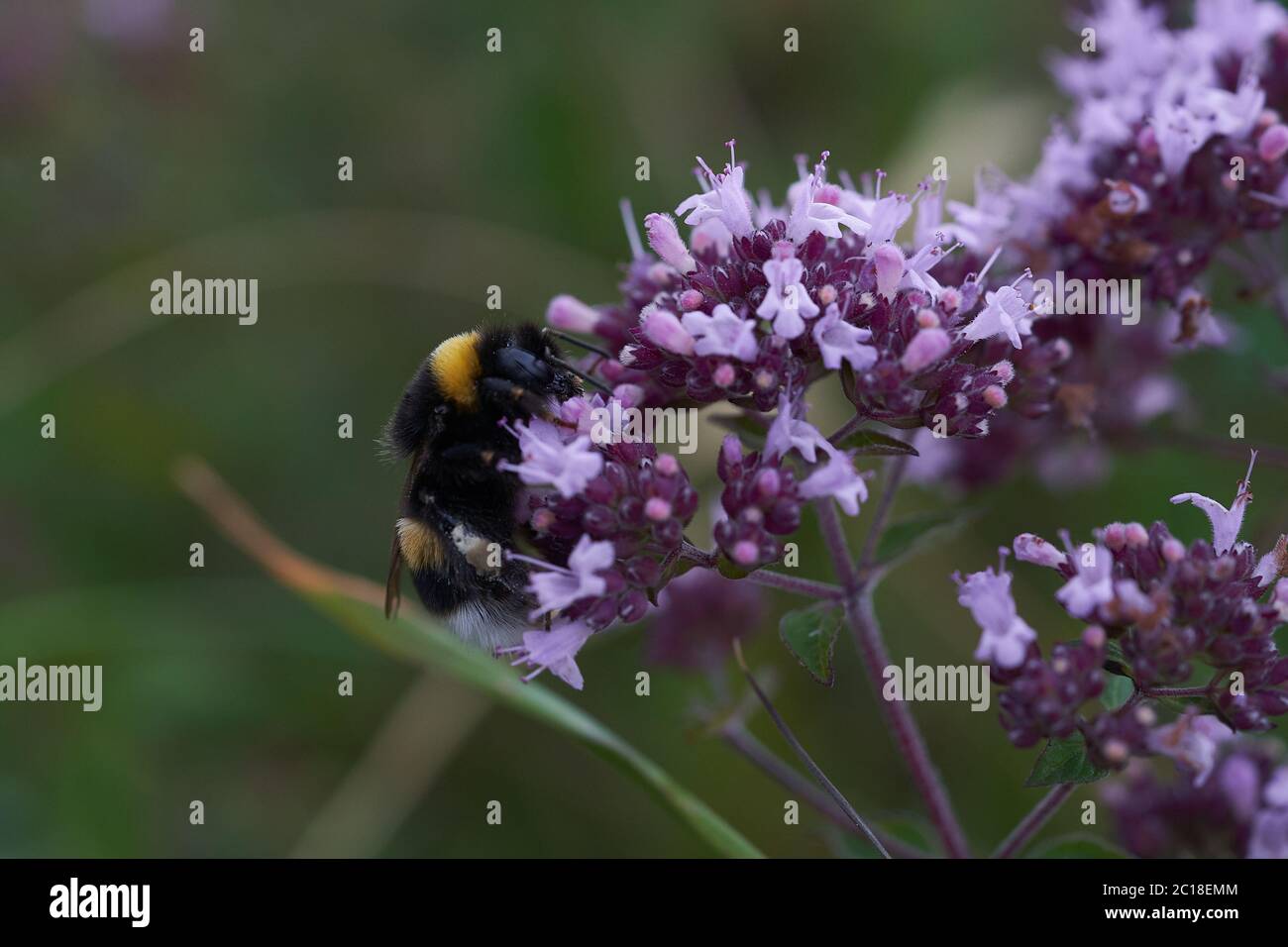 bumblebee bumble bee humble Bombus Apidae Violet flower Stock Photo