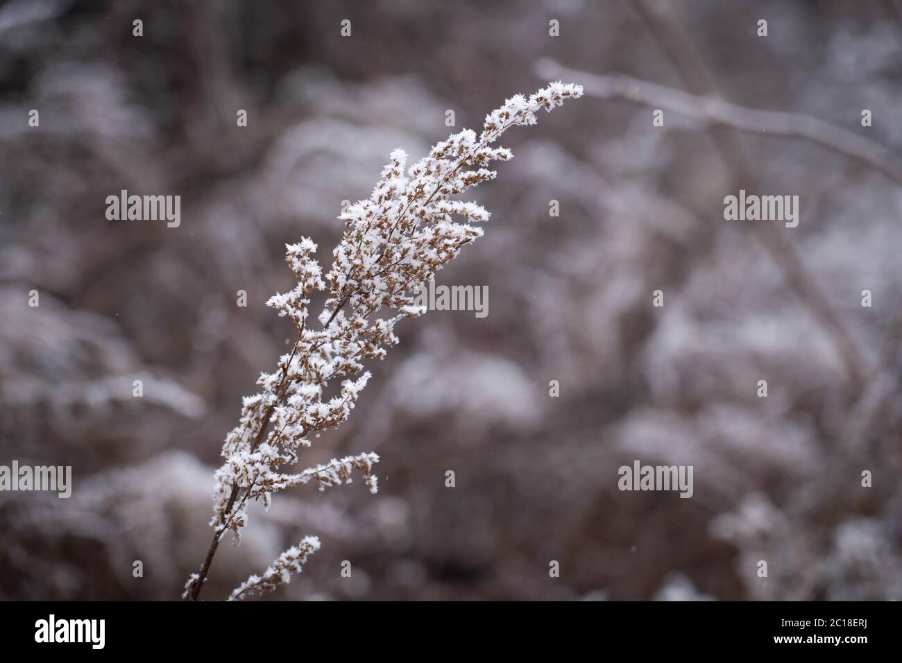 Forest plants covered in snow on winter. Plant frost on winter. Stock Photo