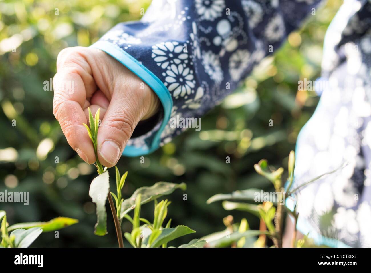hand holds tea leaf in tea plantation Stock Photo