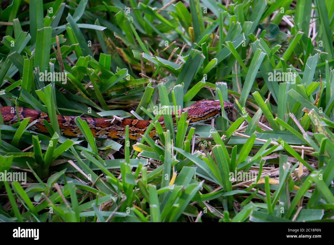 Corn Snake (Pantherophis guttatus) crawling through a backyard in Stuart, Florida, USA Stock Photo