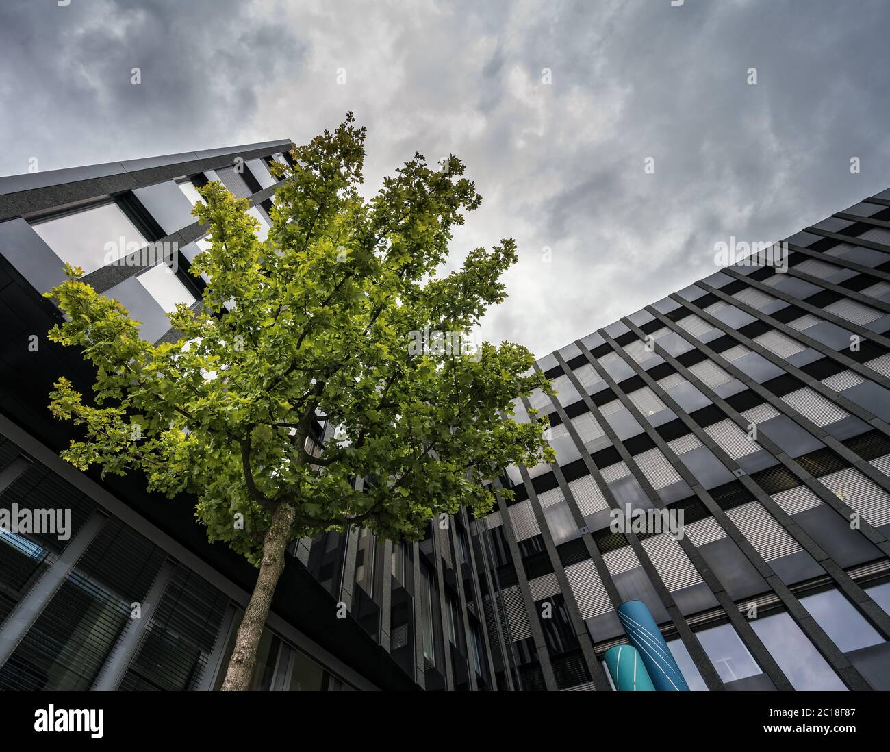 City tree Stock Photo