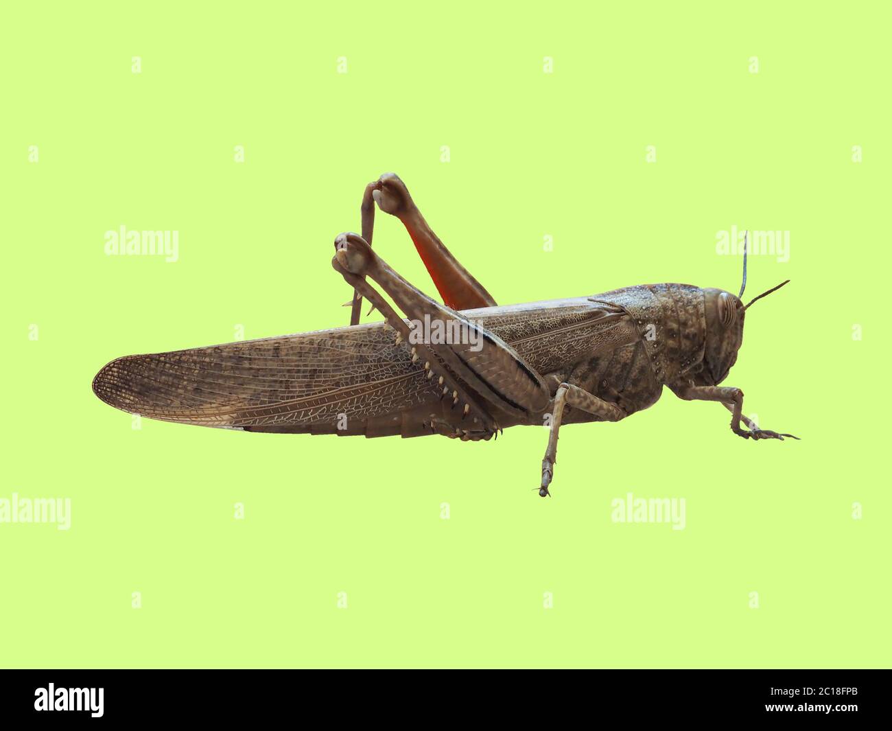 grasshopper insect animal over green Stock Photo
