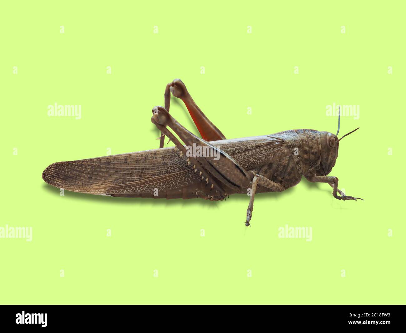 grasshopper insect animal over green Stock Photo