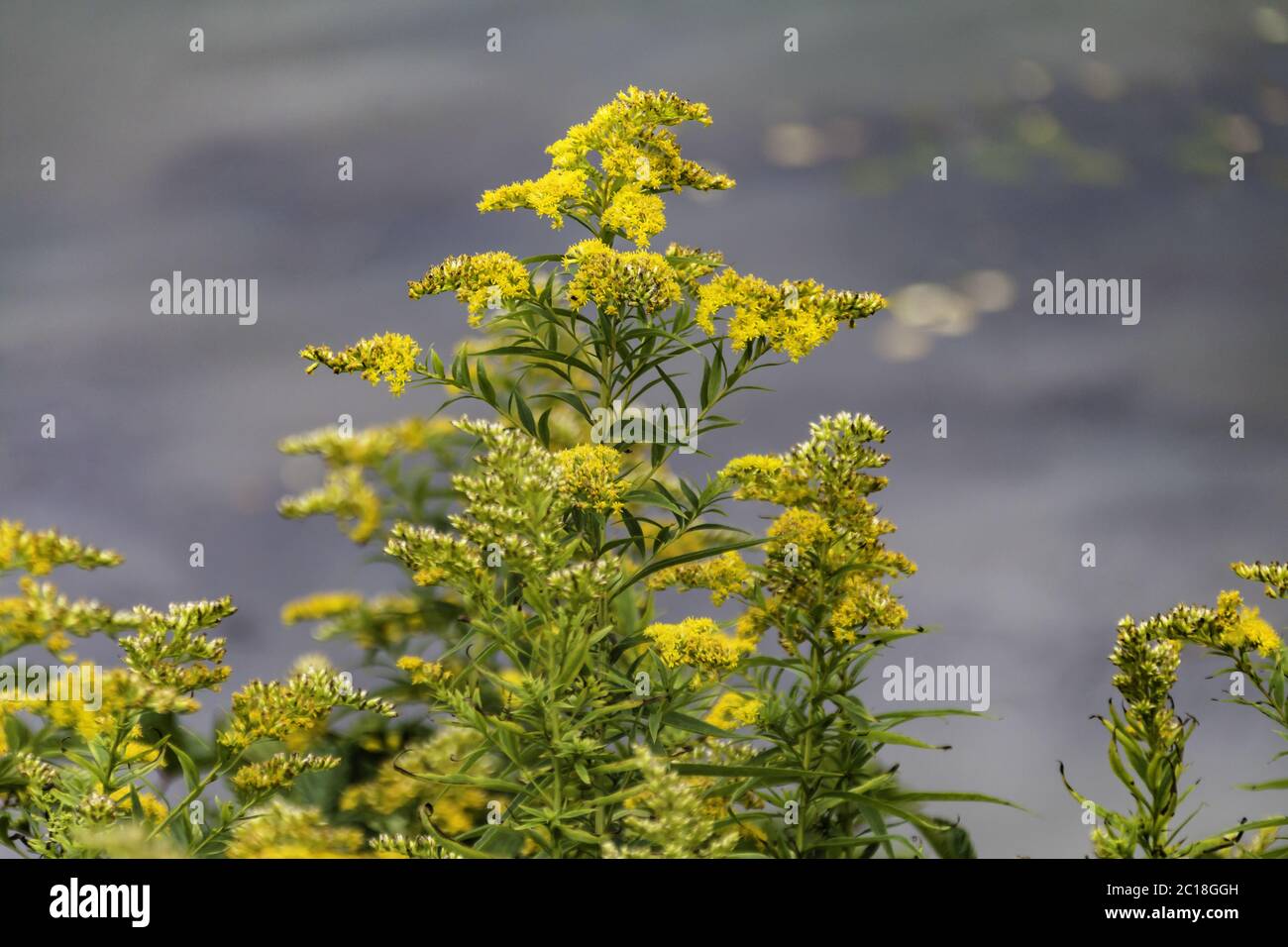 Canadian golden rod, (Asteraceae) Stock Photo