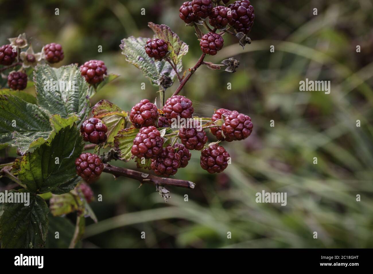 Blackberries, maturing fruits Stock Photo