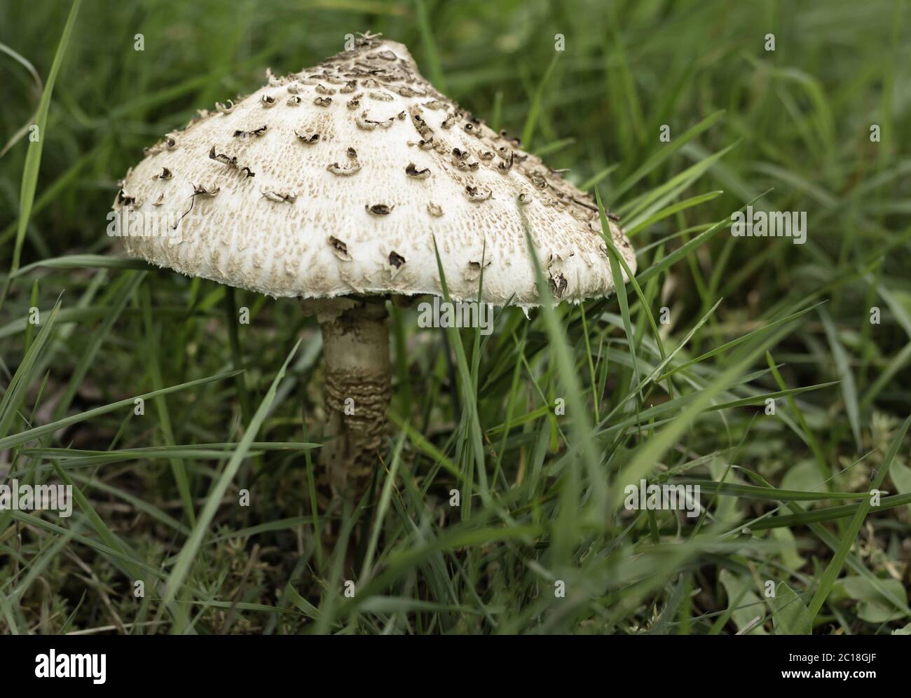 Mushroom Parasol (Macrolepiota procera) Stock Photo