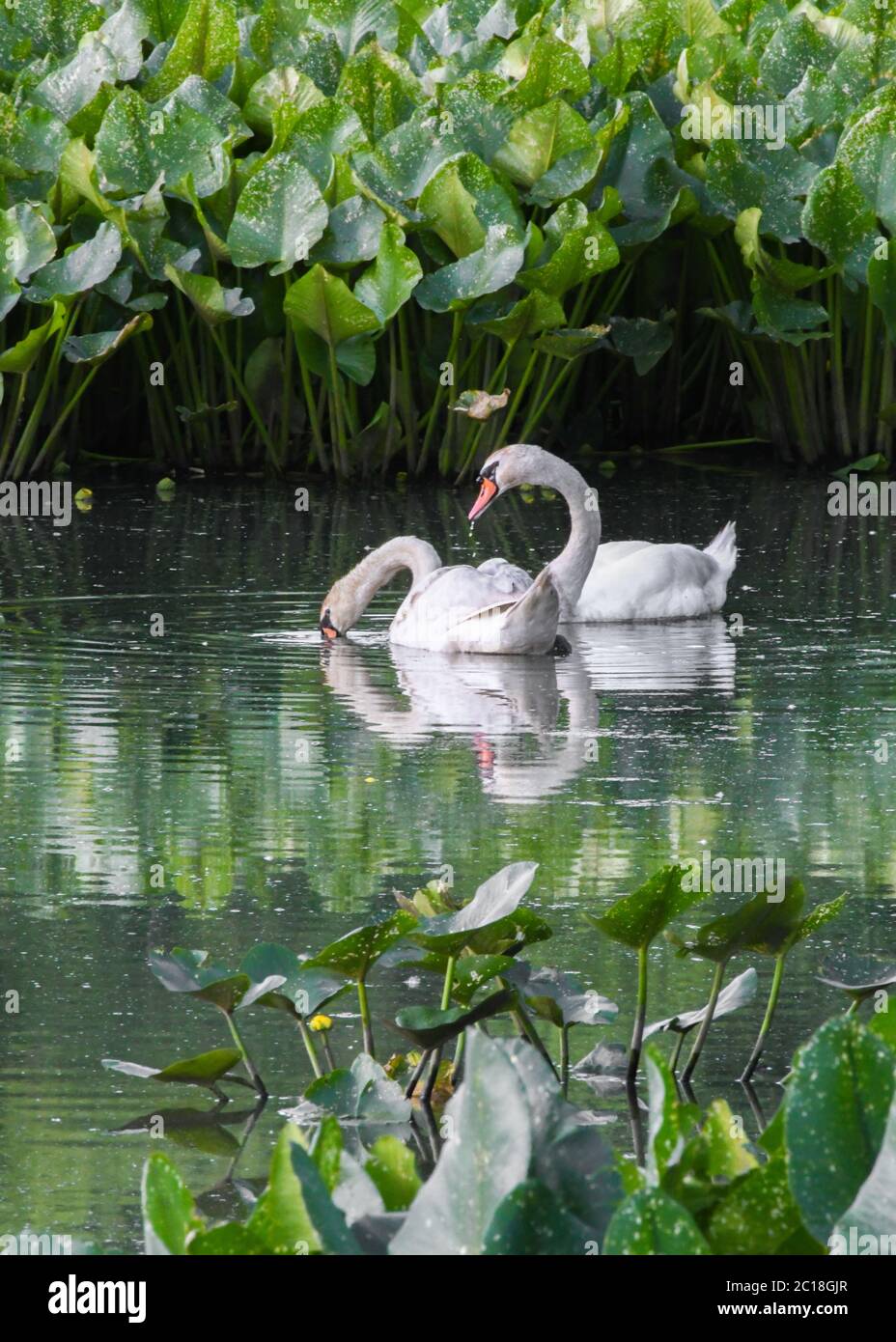 Mute Swan in water - Cygnus olor  / Cygnus - a pair of mute swans in  water swimming in a marsh / pond - Spatterdock - Nuphar advena Stock Photo