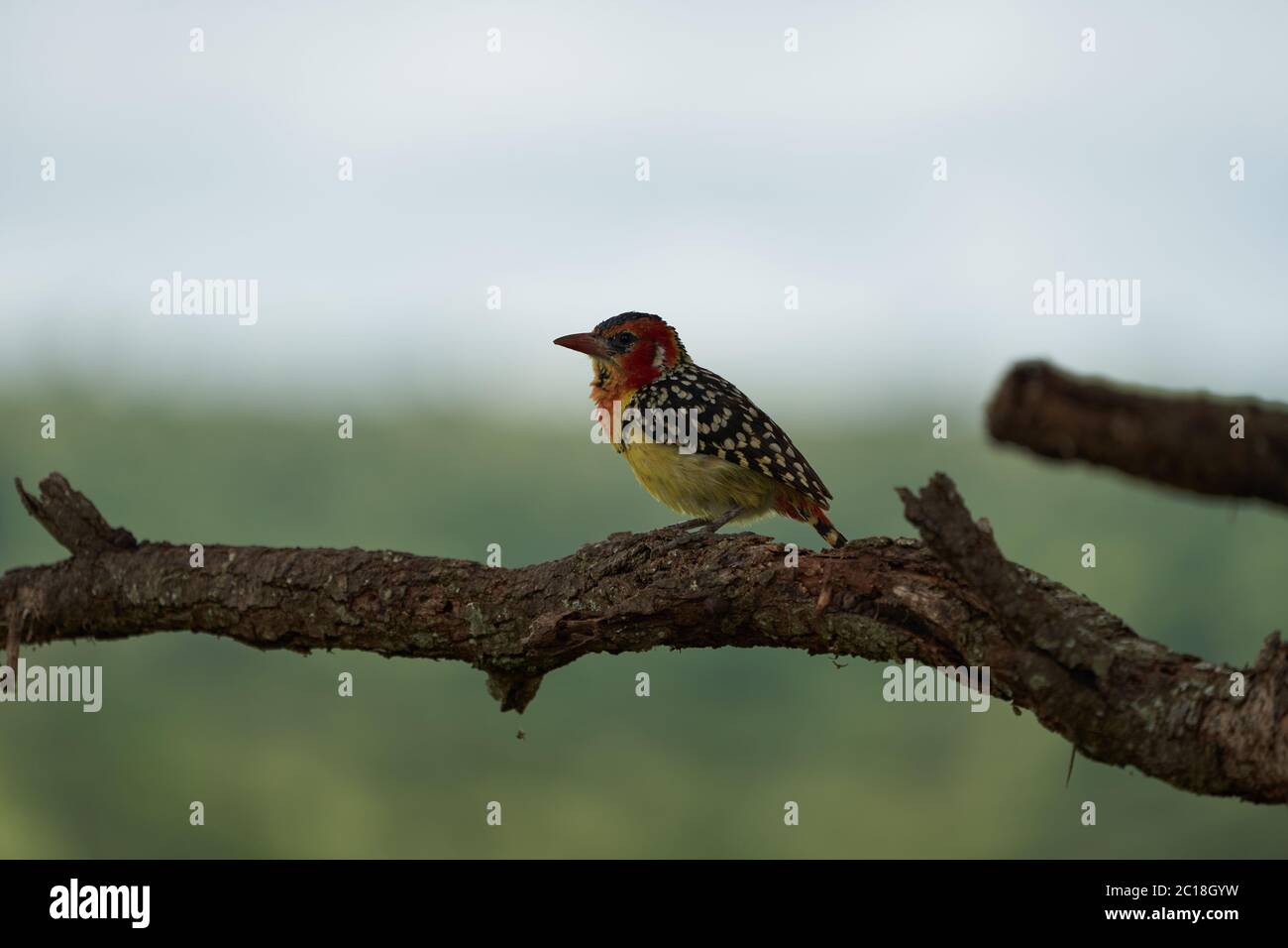 Red and yellow barbet Trachyphonus erythrocephalus Africa Portrait  Stock Photo