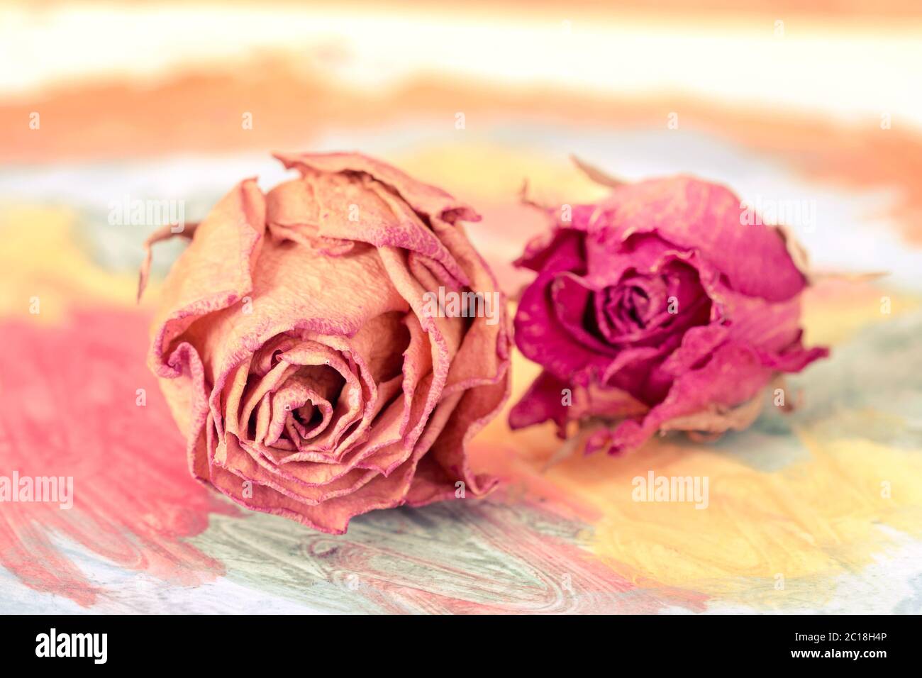 Watercolor painting with dried roses Stock Photo Alamy