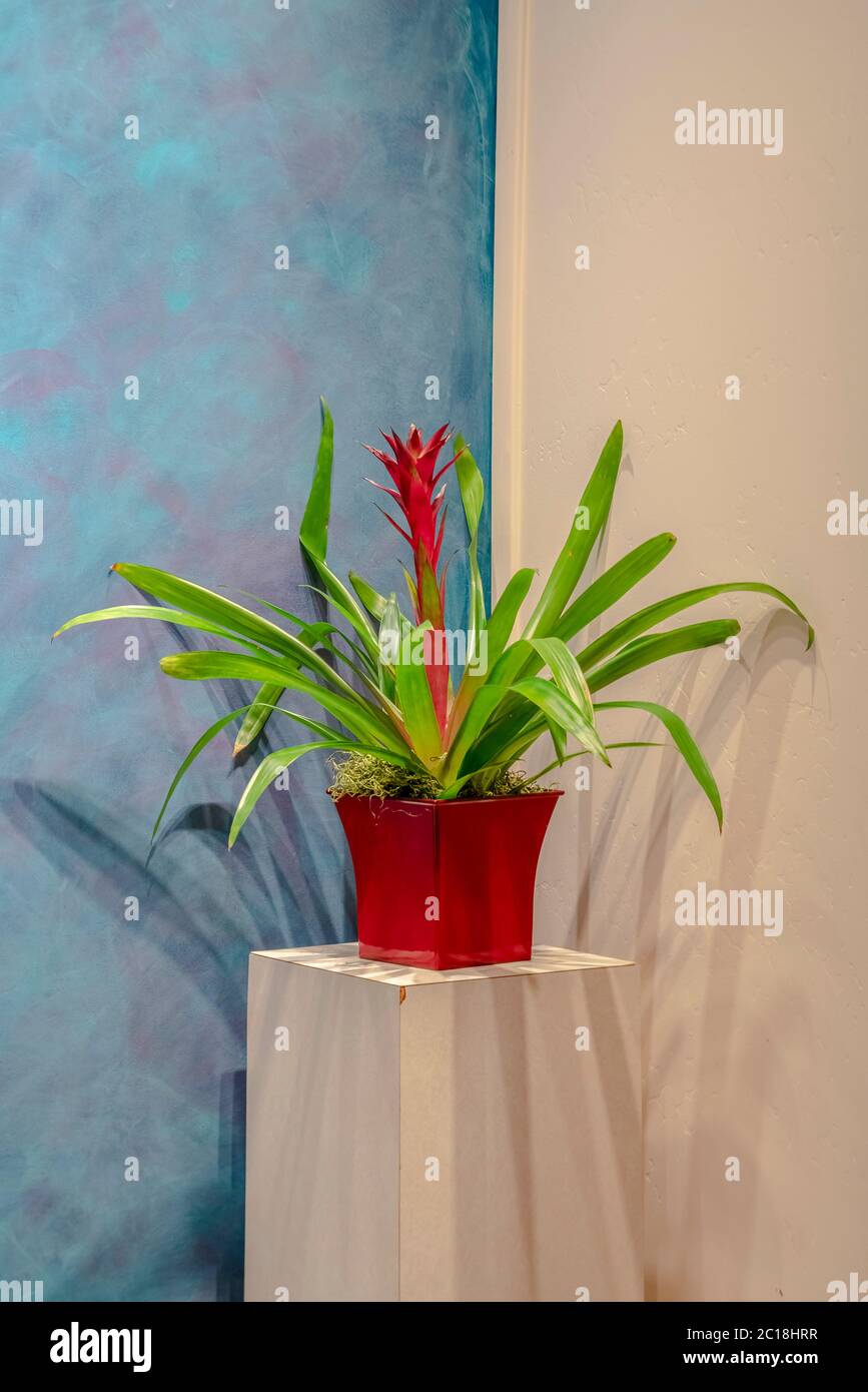 Potted bromeliad with colorful red flower interior Stock Photo