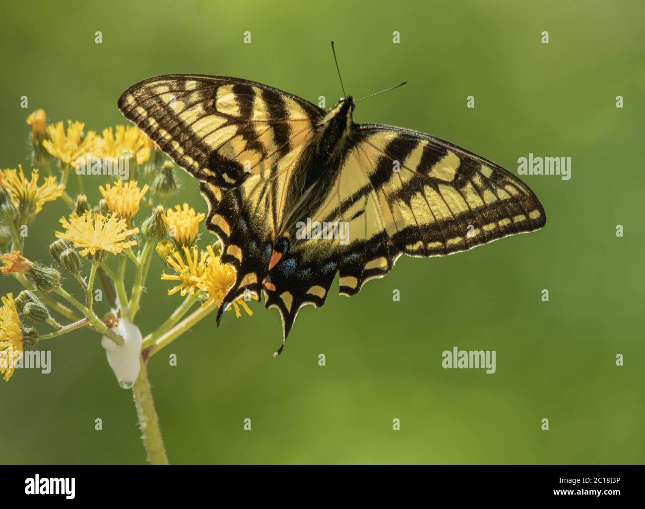Eastern Tiger Swallowtail butterfly on a wildflower with green background Stock Photo
