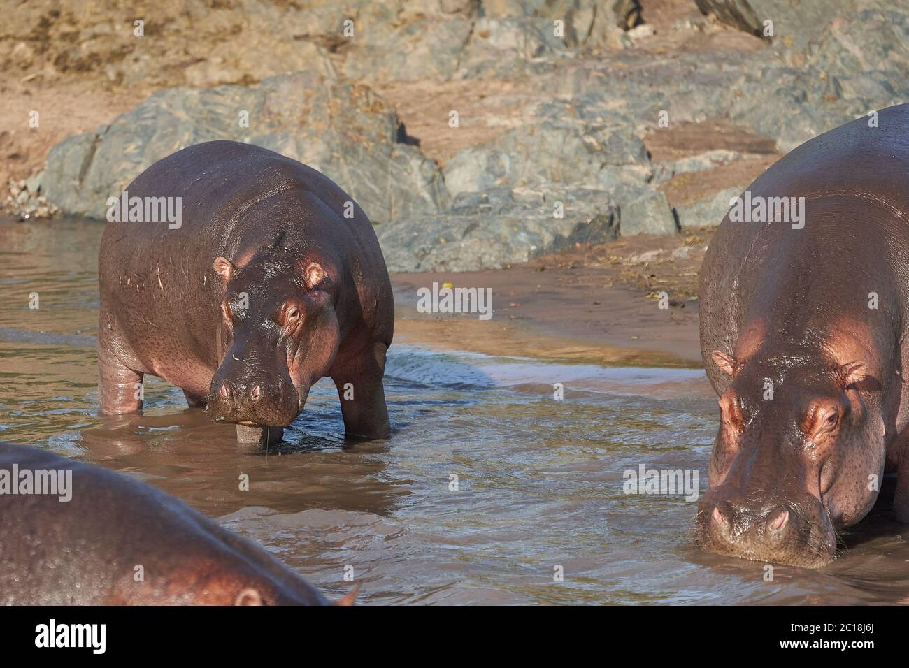 Hippo Hippopotamus amphibious Africa Safari Portrait Water Mother Baby Stock Photo