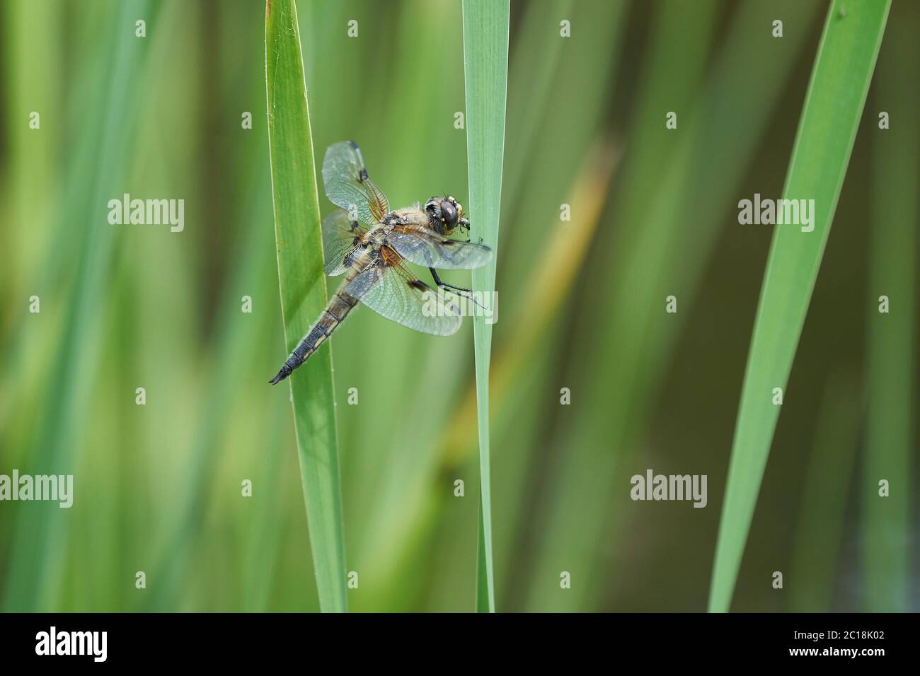 Yellow winged darter Sympetrum flaveolum dragonfly green Stock Photo ...
