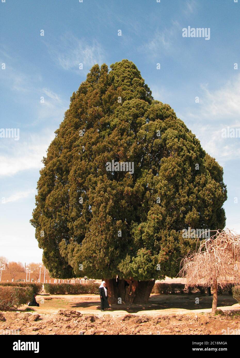 ancient living cypress tree, the Sarv-e-Abarqu in comparison with a local, Abarkuh , Iran Stock Photo