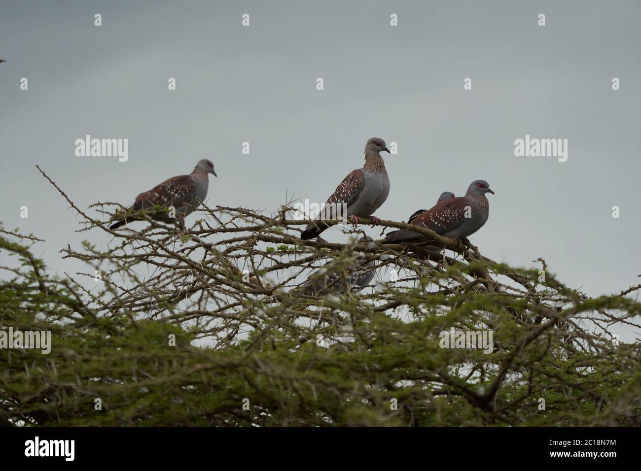 Speckled pigeon Columba guinea African rock Group on a tree Stock Photo