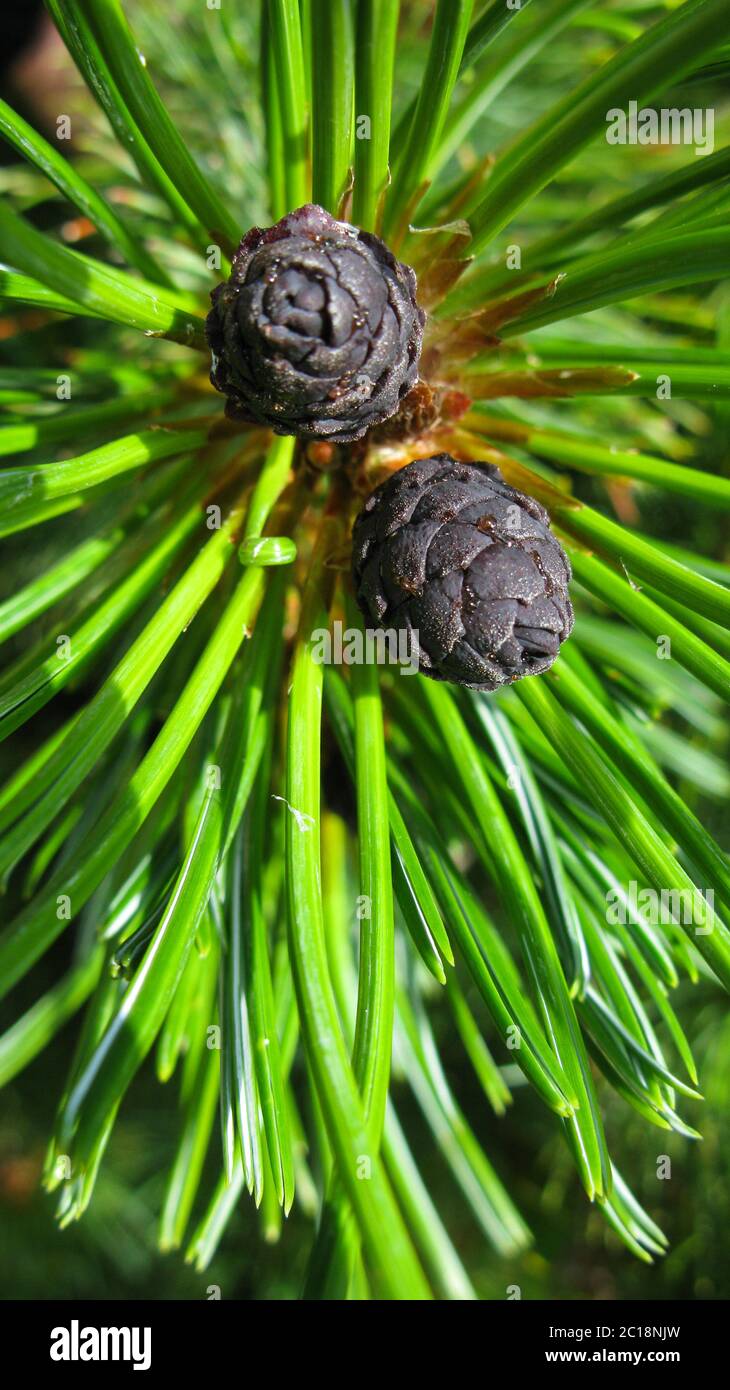 The pine and branch of dwarf cedar tree, Kunashir, Russia Stock Photo