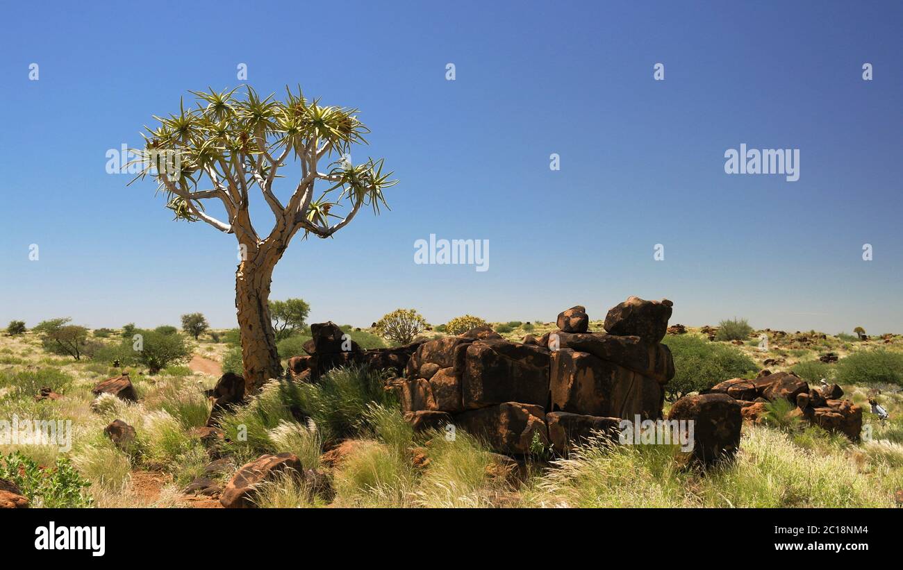 Quiver tree or kokerboom forest, Namibia Stock Photo