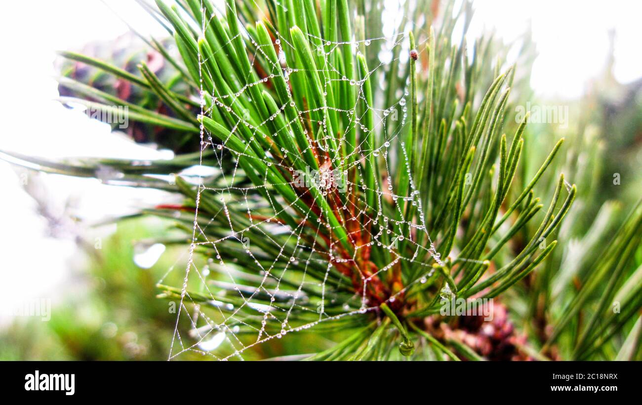 Spider web on branch of dwarf cedar tree, Kunashir, Russia Stock Photo