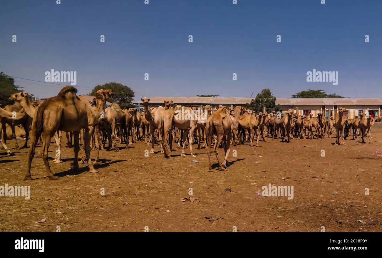 Camels in the camel market in Hargeisa, Somalia Stock Photo