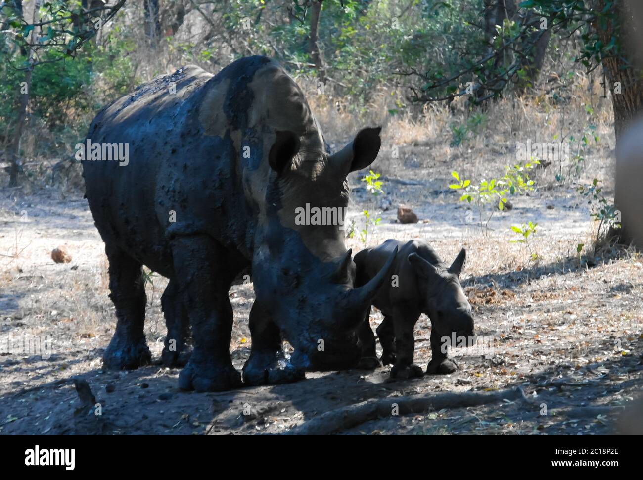 Rhino with cub in Mkhaya Game Reserve, Swaziland Stock Photo