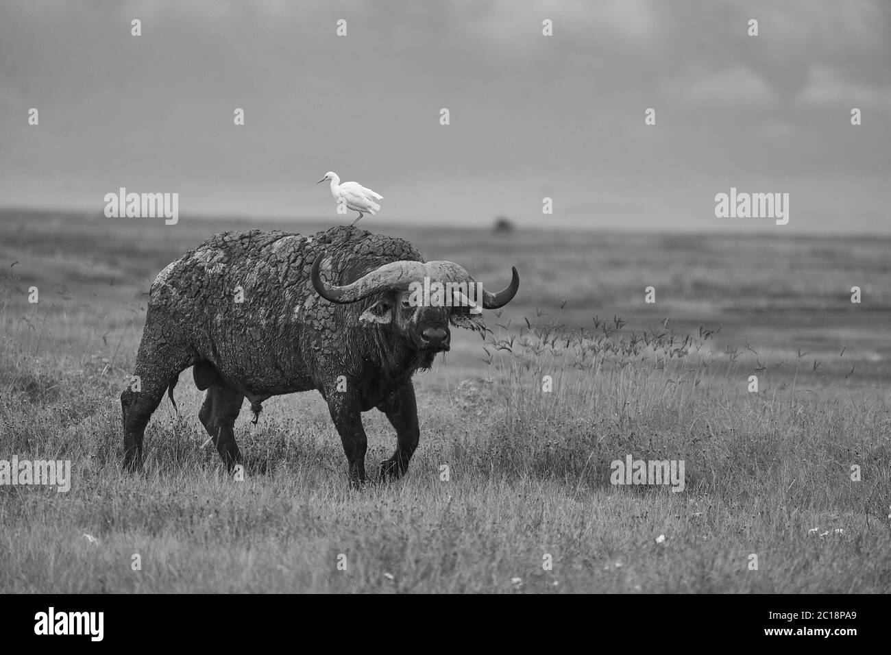 African Water buffalo Serengeti Syncerus caffer Big Five Safari Stock
